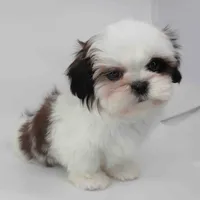 Pumpkin, a male Shih Tzu for sale in Los Angeles, CA – Photo 3 of 4