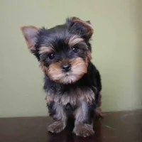 Sol, a male Yorkshire Terrier for sale in Los Angeles, CA – 3 of 5