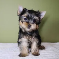 Pumpkin, a male Yorkshire Terrier for sale in Los Angeles, CA – 2 of 5