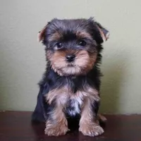 Ruby, a female Yorkshire Terrier for sale in Los Angeles, CA – 2 of 5