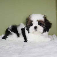 Rio, a male Shih Tzu for sale in Los Angeles, CA – 2 of 5