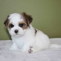 Lumi, a female Shih Tzu and Mal Shi for sale in Los Angeles, CA – 6 of 6