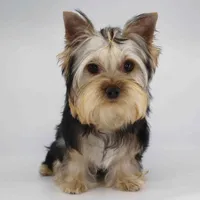 Nova, a male Yorkshire Terrier for sale in Los Angeles, CA – 2 of 4