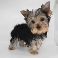 Adora, a female Yorkshire Terrier for sale in Los Angeles, CA – 5 of 5
