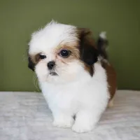 Cherry, a female Shih Tzu for sale in Los Angeles, CA – 5 of 5