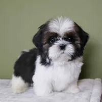 Teddy, a male Shih Tzu for sale in Los Angeles, CA – 4 of 5