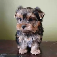 Summer, a male Yorkshire Terrier for sale in Los Angeles, CA – 5 of 5