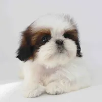 Imperial Shih-tzu Cona, a male Shih Tzu for sale in Los Angeles, CA – 4 of 5