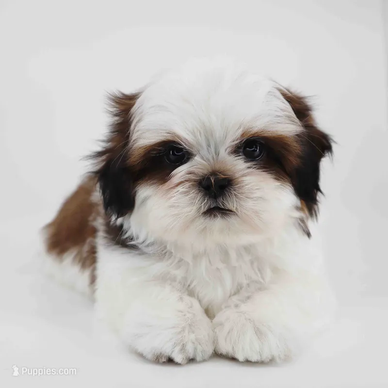Skye – Shih Tzu puppy for sale in Los Angeles, CA