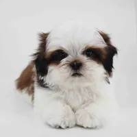 Skye, a male Shih Tzu for sale in Los Angeles, CA – 1 of 6