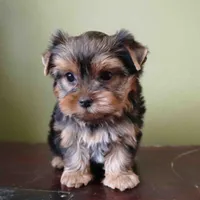 Summer, a male Yorkshire Terrier for sale in Los Angeles, CA – 4 of 5
