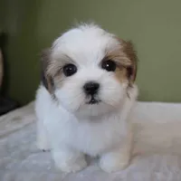 Bombi, a female Mal Shi for sale in Los Angeles, CA – 5 of 5