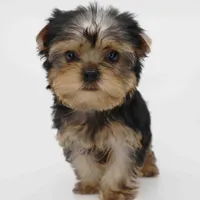 Garnet, a male Yorkshire Terrier for sale in Los Angeles, CA – Photo 1 of 5