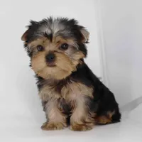 Garnet, a male Yorkshire Terrier for sale in Los Angeles, CA – Photo 4 of 5