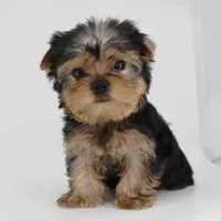 Garnet, a male Yorkshire Terrier for sale in Los Angeles, CA – Photo 3 of 5