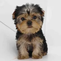Garnet, a male Yorkshire Terrier for sale in Los Angeles, CA – Photo 5 of 5