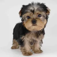 Garnet, a male Yorkshire Terrier for sale in Los Angeles, CA – Photo 2 of 5