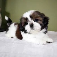 Koda, a female Shih Tzu for sale in Los Angeles, CA – 2 of 5