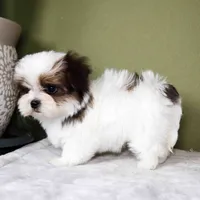 Mochi, a female Maltese and Mal Shi for sale in Los Angeles, CA – 5 of 6