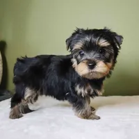 Marlo, a male Yorkshire Terrier for sale in Los Angeles, CA – 5 of 5