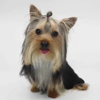 Leo, a male Yorkshire Terrier for sale in Los Angeles, CA – Photo 5 of 5