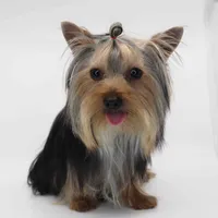 Leo, a male Yorkshire Terrier for sale in Los Angeles, CA – Photo 2 of 5