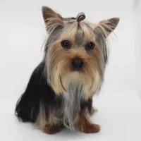 Leo, a male Yorkshire Terrier for sale in Los Angeles, CA – Photo 3 of 5