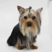Leo, a male Yorkshire Terrier for sale in Los Angeles, CA – Photo 4 of 5