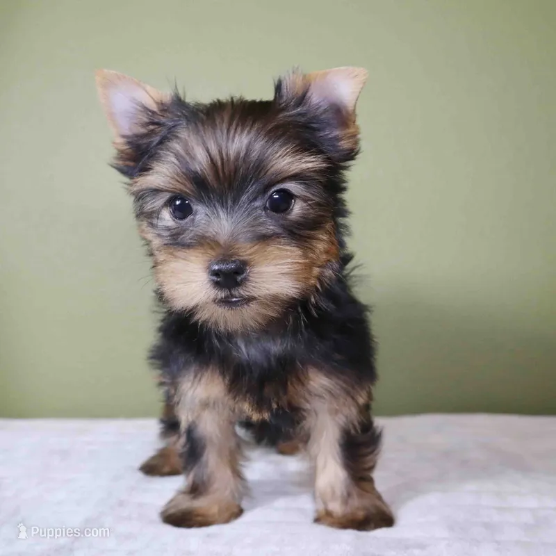 Sugar – Yorkshire Terrier puppy for sale in Los Angeles, CA
