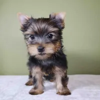 Sugar, a male Yorkshire Terrier for sale in Los Angeles, CA – 1 of 5
