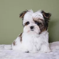 T-cup Lulu, a female Shih Tzu and Mal Shi for sale in Los Angeles, CA – 1 of 5