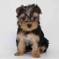 Maple, a female Yorkshire Terrier for sale in Los Angeles, CA – Photo 4 of 6