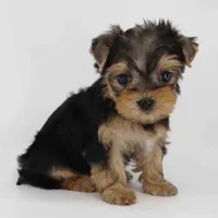Maple, a female Yorkshire Terrier for sale in Los Angeles, CA – Photo 3 of 6