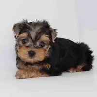 Maple, a female Yorkshire Terrier for sale in Los Angeles, CA – Photo 6 of 6