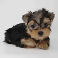 Maple, a female Yorkshire Terrier for sale in Los Angeles, CA – Photo 1 of 6