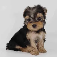 Maple, a female Yorkshire Terrier for sale in Los Angeles, CA – Photo 5 of 6