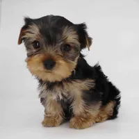 Clover, a male Yorkshire Terrier for sale in Los Angeles, CA – 4 of 5