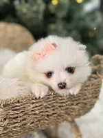 Light pink girl, a female Pomeranian for sale in Meridian, ID – Photo 2 of 6