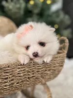 Light pink girl, a female Pomeranian for sale in Meridian, ID – Photo 1 of 6