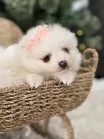 Light pink girl, a female Pomeranian for sale in Meridian, ID – Photo 4 of 6