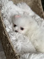 Light pink girl, a female Pomeranian for sale in Meridian, ID – Photo 3 of 6