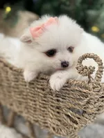 Light pink girl, a female Pomeranian for sale in Meridian, ID – Photo 5 of 6