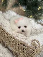 Light pink girl, a female Pomeranian for sale in Meridian, ID – Photo 6 of 6