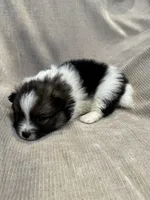 Holly, a female Pomeranian for sale in Meridian, ID – Photo 3 of 4