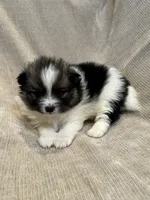 Holly, a female Pomeranian for sale in Meridian, ID – Photo 4 of 4