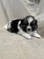 Holly, a female Pomeranian for sale in Meridian, ID – Photo 2 of 4