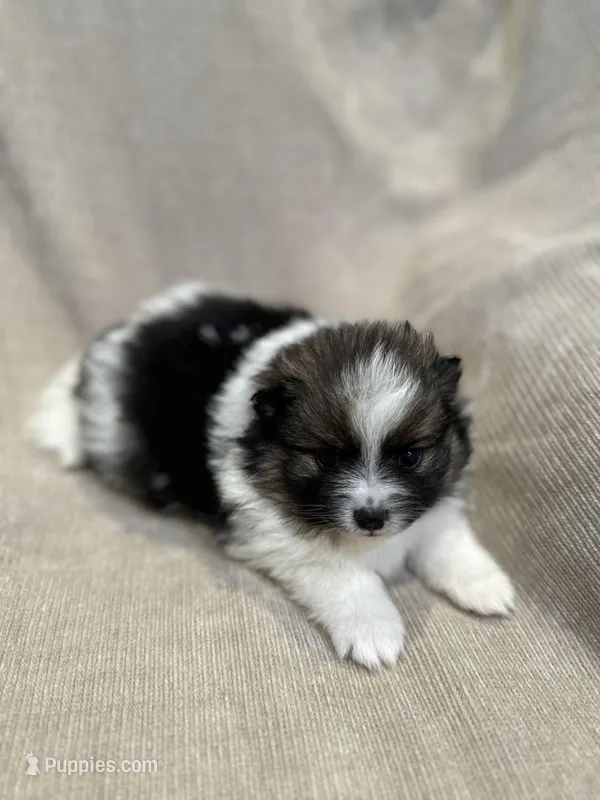 Holly, a female Pomeranian for sale in Meridian, ID – Photo 1 of 4
