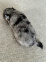 Blue Merle boy, a male Pomeranian for sale in Meridian, ID – 10 of 10