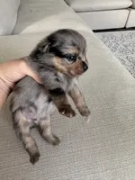 Blue Merle boy, a male Pomeranian for sale in Meridian, ID – 5 of 10