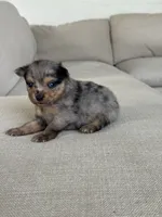 Blue Merle boy, a male Pomeranian for sale in Meridian, ID – 6 of 10